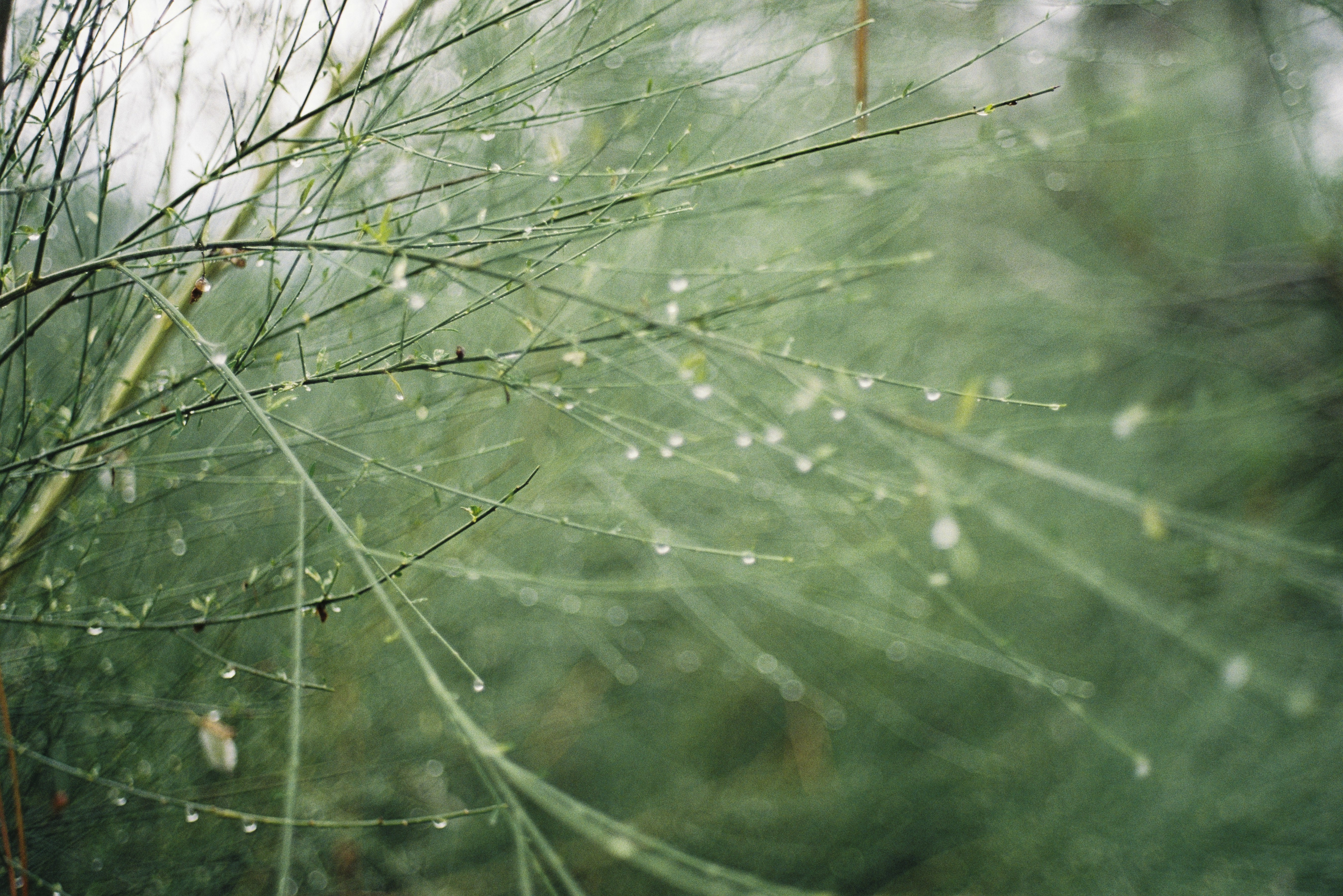 Analog Photography