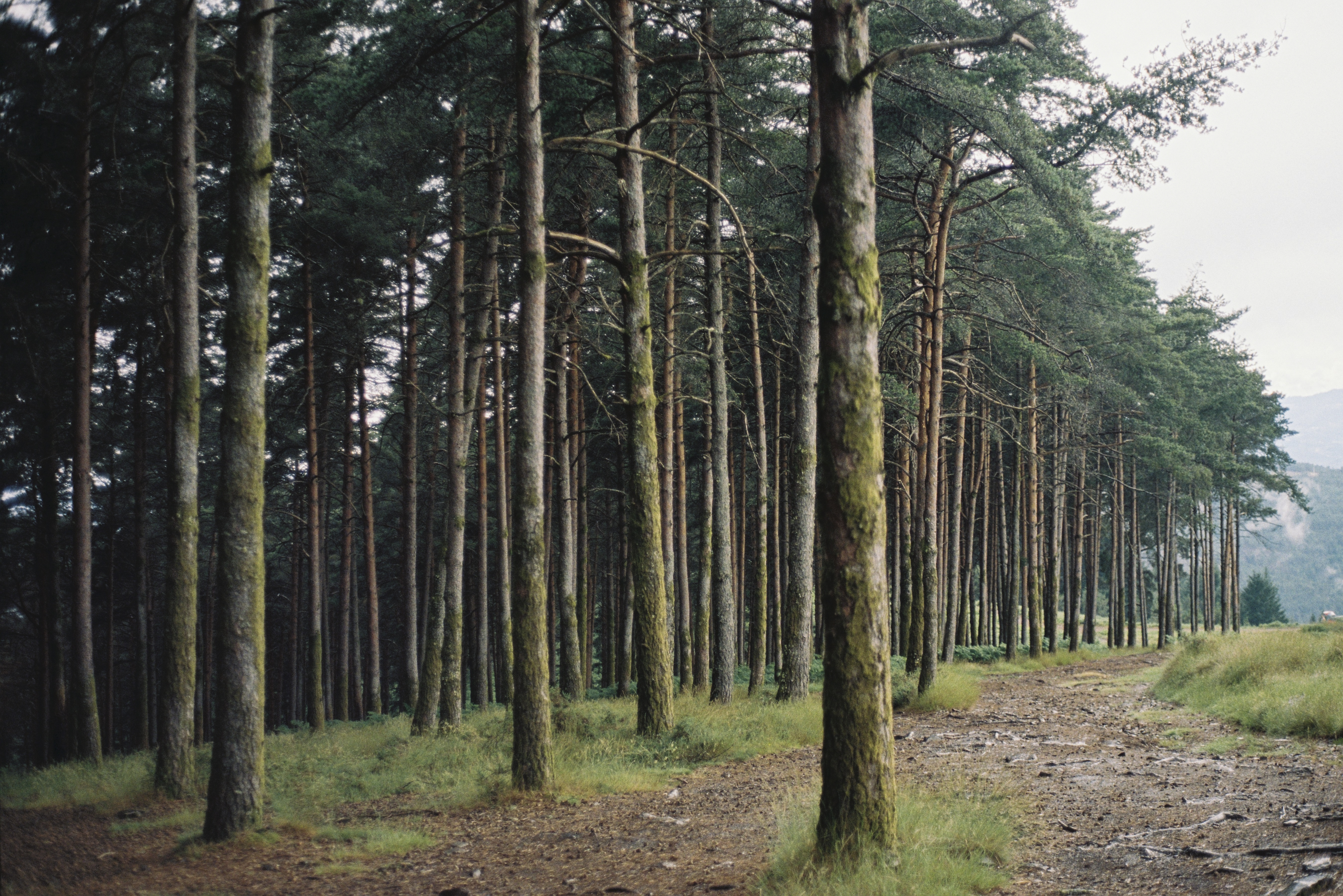 Analog Photography